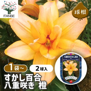 yz ԋ S d炫  y ԋ 2 z ̉ A nA K[fjO