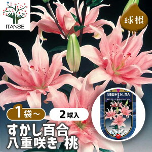 yz ԋ S d炫  y ԋ 2 z ̉ A nA K[fjO