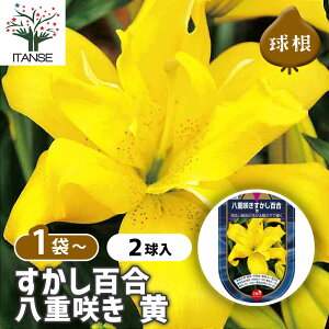 yz ԋ S d炫  y ԋ 2 z ̉ A nA K[fjO