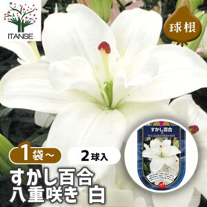 y10OFFSSԒz ԋ S d炫  y ԋ 2 z ̉ A nA K[fjO