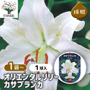 【送料無料】 花球根 オリエンタルリリー カサブランカ 【 花球根 1球 】 球根の花 鉢植え 地植え ガーデニング
