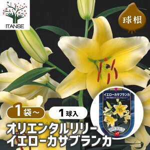 y10OFFSSԒz ԋ IG^[ CG[JTuJ y ԋ 1 z ̉ A nA K[fjO