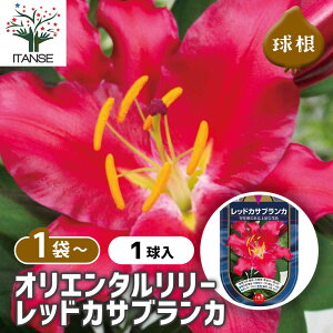 yz ԋ IG^[ bhJTuJ y ԋ 1 z ̉ A nA K[fjO