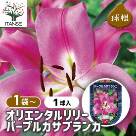 【SS期間★P5倍】 花球根 オリエンタルリリー パープルカサブランカ 【 花球根 1球 】 球根の花 鉢植え 地植え ガーデニング