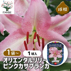 【送料無料】 花球根 オリエンタルリリー ピンクカサブランカ 【 花球根 1球 】 球根の花 鉢植え 地植え ガーデニング