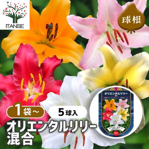 yz ԋ IG^[  y ԋ 5 z ̉ A nA K[fjO