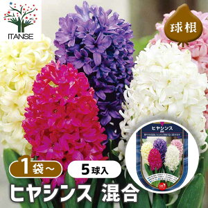 【送料無料】 花球根 ヒヤシンス 混合 【 花球根 5球 】 球根の花 鉢植え 地植え ガーデニング