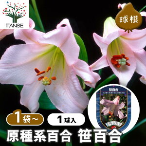 yz ԋ nS S y ԋ 1 z ̉ A nA K[fjO