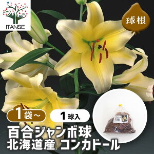 y10OFFSSԒz ԋ SW{ kCY RJh[ y ԋ 1 z ̉ A nA K[fjO