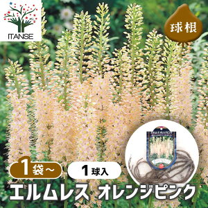 y10OFFSSԒz ԋ GX (GX) IWsN y ԋ 1 z ̉ A nA K[fjO