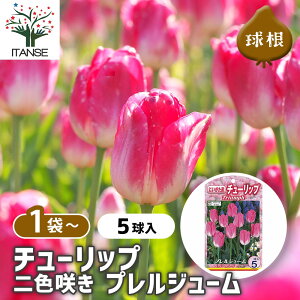 y10OFFSSԒz  `[bv F炫 vW[ y ԋ 5 z ԋ ̉ A nA K[fjO