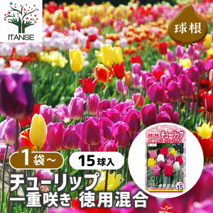 y10OFFSSԒz  d炫`[bv y ԋ 15 z ԋ ̉ A nA K[fjO