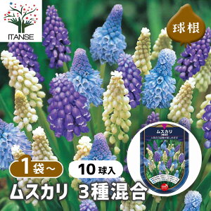 yz  XJ 3퍬 y ԋ 10 z ԋ ̉ A nA K[fjO