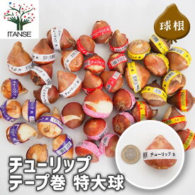 【送料無料】 花球根 チューリップテープ巻 特大 【 花球根 選べる花色 】 球根の花 鉢植え 地植え ガーデニング