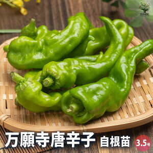 ySSԑSi10OFFzƂ炵̕c 莛hq y ؂̕c 3.5 z Ƃ炵 Ƃ炵c gEKV gEKVc hqc Ƃ炵c ؕc ƒ؉ x_؉ ؍