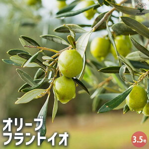 【送料無料】オリーブ フラントイオ 【 果樹の苗 3.5号 】 オリーブの実 植木 シンボルツリー 食用 苗