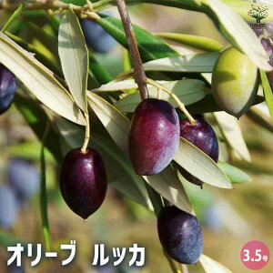 y}\ԁ|Cg5{zI[u bJ y ʎ̕c 3.5 z I[u̎ A V{c[ Hp c