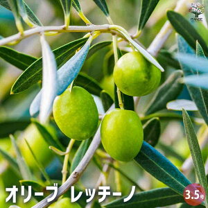 【送料無料】オリーブ レッチーノ 【 果樹の苗 3.5号 】 オリーブの実 植木 シンボルツリー 食用 苗
