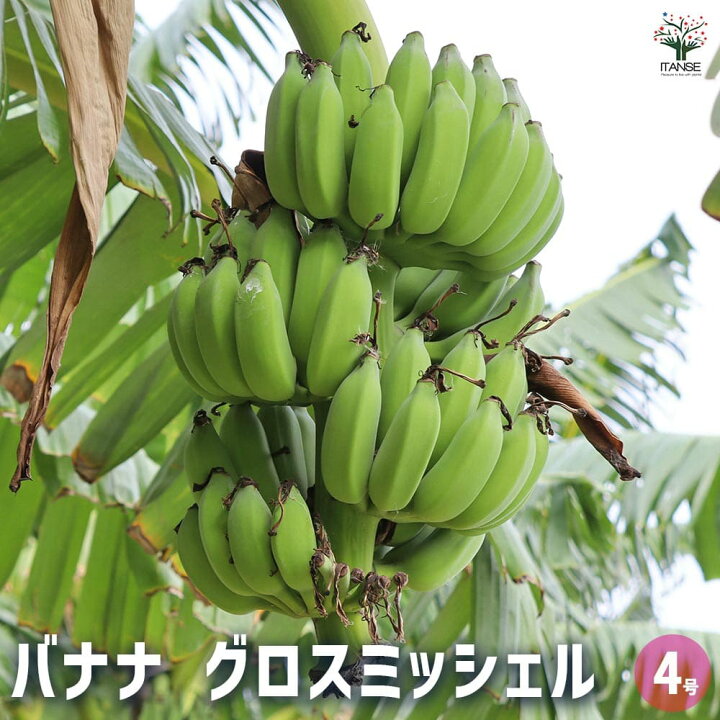 楽天市場】【送料無料】バナナの苗 グロスミッシェル 【 果樹の苗 4号 