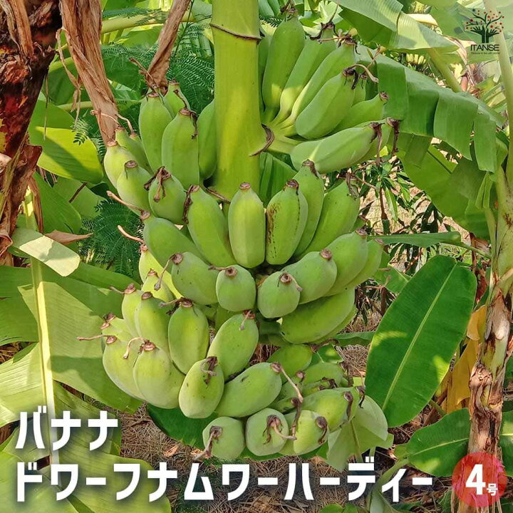 楽天市場】【マラソン期間P5倍】バナナの苗 ドワーフナムワー 