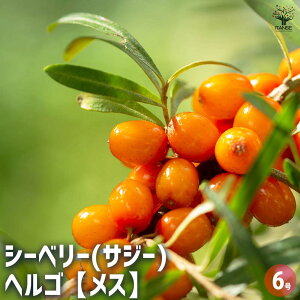 y}\ԁPAbvzV[x[ (TW[)̕c wSyXz y ʎ̕c 6^1 z TW[ X[p[t[c X[W[ K[fjO ƒ؉ _ A Mtg v