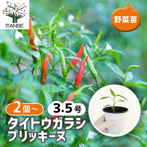 yzƂ炵̕c ^CgEKV vbL[k y ؂̕c 3.5 z Ƃ炵 Ƃ炵c gEKV gEKVc hqc Ƃ炵c ؕc ƒ؉ x_؉ 