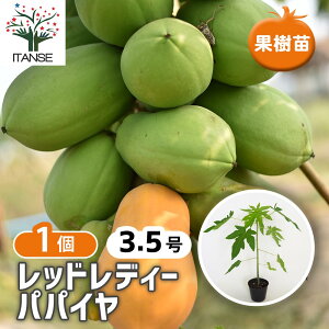 ySSԑSi10OFFz bhfB ppC y ʎ̕c 3.5^1 z K[fjO ƒ؉ _ A Mtg v[g 蕨 |  A c ʎc ʎ ʕ