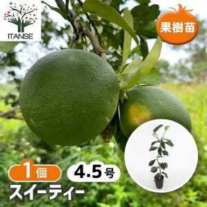 ySSԑSi10OFFz XC[eB[̕c y ʎ̕c 4.5^1 z K[fjO ƒ؉ _ A Mtg v[g 蕨 |  A c ʎc ʎ ʕ