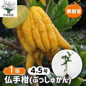yz ݂̕c 芹 ̂Ђ݂ y ʎ̕c 4.5^1 z ~Jc V{c[ LO HnA