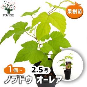 ySSԑSi10OFFz muhE I[A y ʎ̕c 2.5 z K[fjO ƒ؉ _ A Mtg v[g 蕨 |  A c ʎc ʎ ʕ