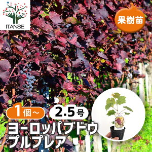 ySSԑSi10OFFz [bpuhE vvA y ʎ̕c 2.5 z K[fjO ƒ؉ _ A Mtg v[g 蕨 |  A c ʎc ʎ ʕ