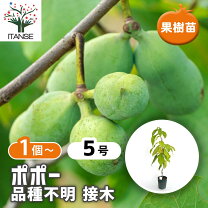 楽天市場】果物 ポポ 販売の通販