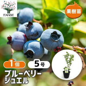 【送料無料】 ブルーベリー ジュエル 【 果樹の苗木 5号/1個売り 】 果樹 果樹苗 果樹の苗 フルーツ 果物 ベリー
