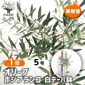 【マラソン期間★ポイント5倍】 オリーブ ホジブランコ 白テーパ鉢 【 果樹の苗木 5号/1個売り 】 オリーブの実 植木 シンボルツリー 食用 苗