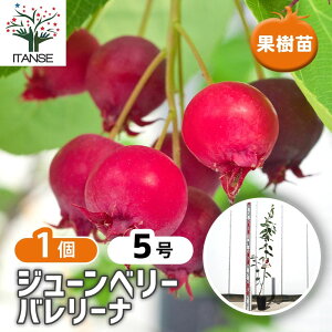 yz W[x[̕c o[i y ʎ̕c 5^1 z x[c x[̕c W[x[ [WFg Jgc[ JifBA T[rXx[ mUCt