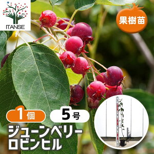 �y���������z �W���[���x���[�̕c�� ���r���q�� �y �ʎ��̕c�� 5���^1���� �z �x���[�c �x���[�̕c �W���[���x���[ ���[�W�F���g �J�����g�c���[ �J�i�f�B�A�� �T�[�r�X�x���[ ���m�U�C�t