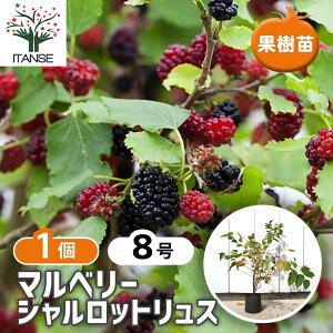 yz }x[(K̖) VbgX y ʎ̕c 8^1 z ʎc ʎ̕c ʎ̖ }x[ K̖