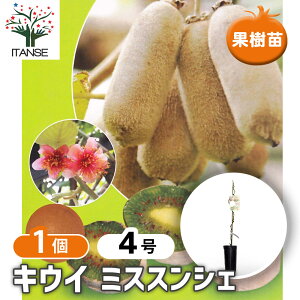 yz LEC̕c ~XXVF y ʎ̕c 4^1 z LECc LEC̕c LECc kiwi  K[fjO ƒ؉