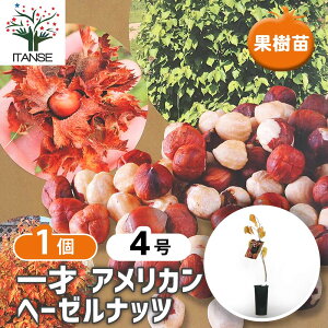 yz w[[ibc̕c ˃AJ y ʎ̕c 4^1 z w[[ibc̕c w[[ibcc w[[ibc̖ mnVo~ ZCEnVo~@IC