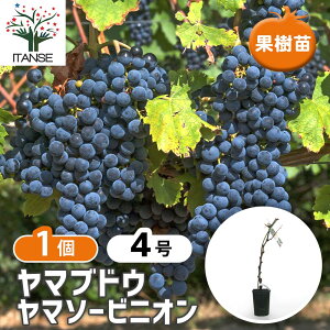 yz Ԃǂ̕c }uhE }\[rjI y ʎ̕c 4^1 z Ԃǂc uhEc c Ԃǂ̕c ʎc ʎ ʕ  ͔| K[fjO ƒ؉ _ 