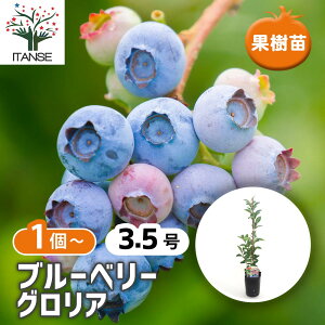 yz u[x[ OA y ʎ̕c 3.5 z ʎ ʎc ʎ̕c t[c ʕ x[