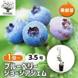 yz u[x[ W[WAWF y ʎ̕c 3.5 z ʎ ʎc ʎ̕c t[c ʕ x[