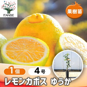 yz J{X 䂤 y ʎ̕c 4^1 z J{X |݂ JLc ~J k LJ VgX citrus fruit u₩ Î_ς  