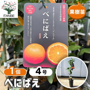 yz nCubgk̕c ׂɂ΂ y ʎ̕c 4^1 z k JLc ~J K[fjO ƒ؉ _ A |  A c ʎc ʎ ʕ ͔| A 