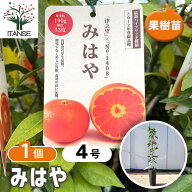 【送料無料】 ハイブリット柑橘の苗 みはや 【 果樹の苗木 4号／1個売り 】 柑橘 カンキツ属 ミカン ガー…