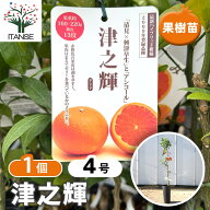 【送料無料】 ハイブリット柑橘の苗 津之輝 【 果樹の苗木 4号／1個売り 】 柑橘 カンキツ属 ミカン ガー…