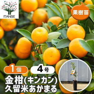 yz ̕c v ܂ y ʎ̕c 4^1 z K[fjO ƒ؉ v`}͎킪قږ炲Ƃ̂܂ܐHׂ܂I