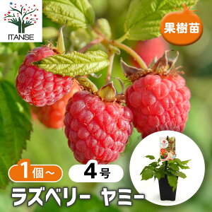 yz Yx[̕c ~[ y ʎ̕c 4 z Yx[c  ؂ ؃C`S LC`S K[fjO A