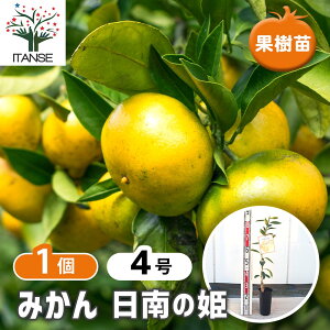 yz ݂̕c ̕P y ʎ̕c 4^1 z ~Jc V{c[ LO HnA