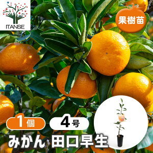 yz ݂̕c c y ʎ̕c 4^1 z ~Jc V{c[ LO HnA